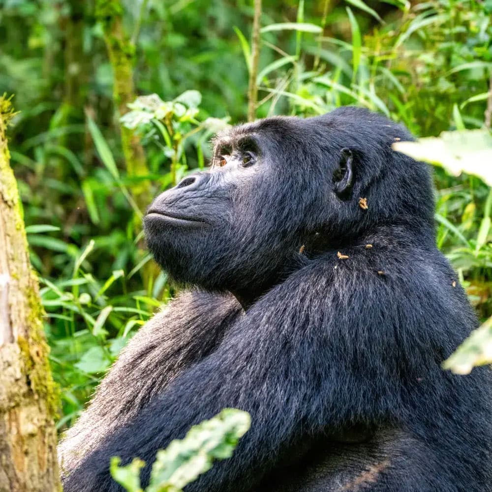 Clouds Mountain Gorilla Lodge — 