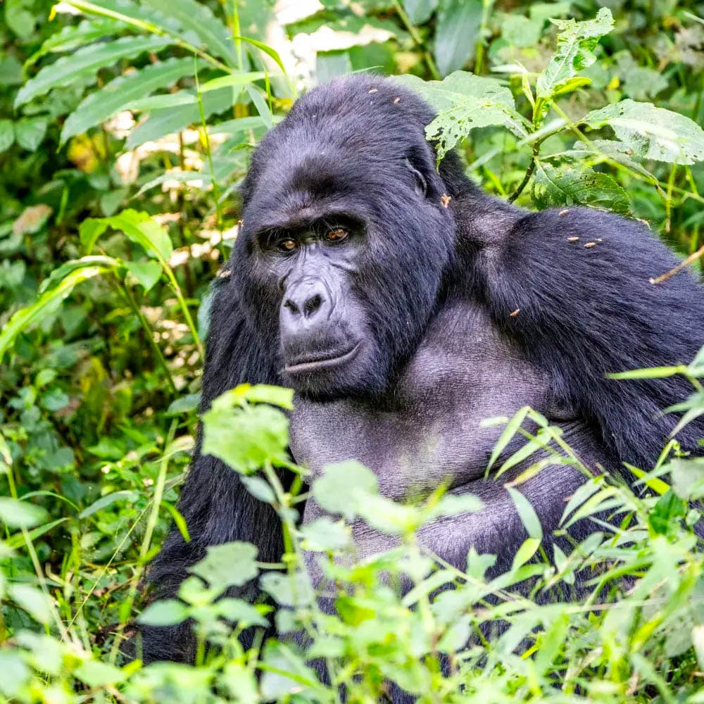 Clouds Mountain Gorilla Lodge — 