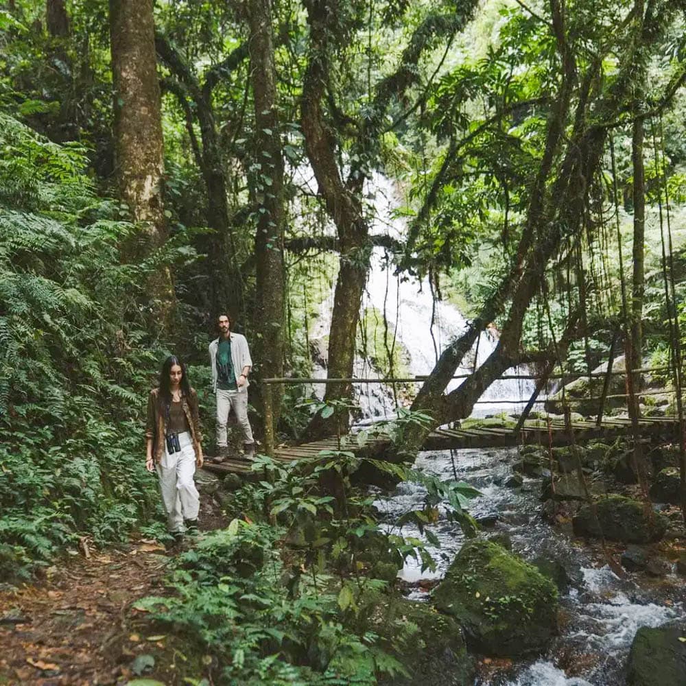 Gorilla Forest Lodge — 