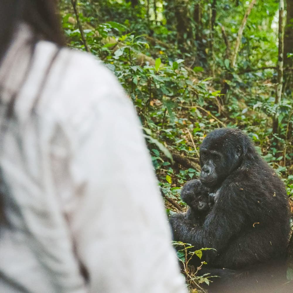 Gorilla Forest Lodge — 
