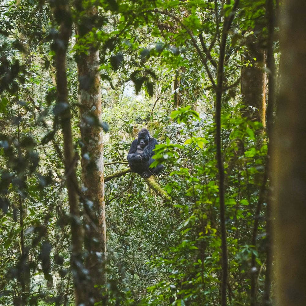 Gorilla Forest Lodge — 