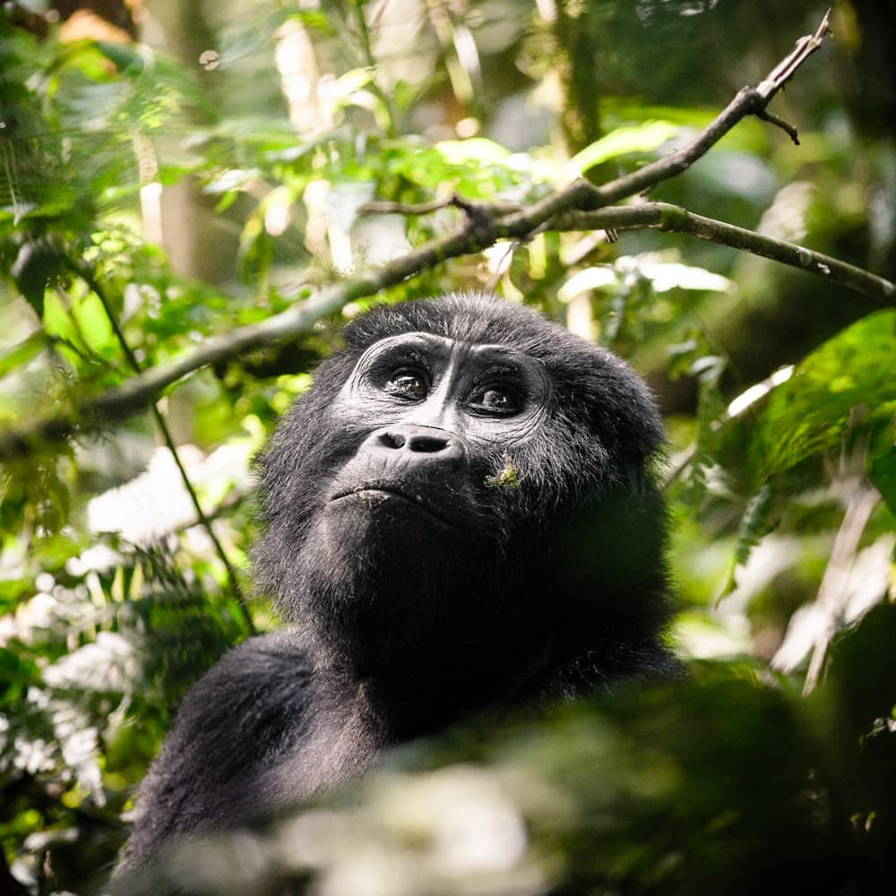 Gorilla Forest Lodge — Uganda, Africa