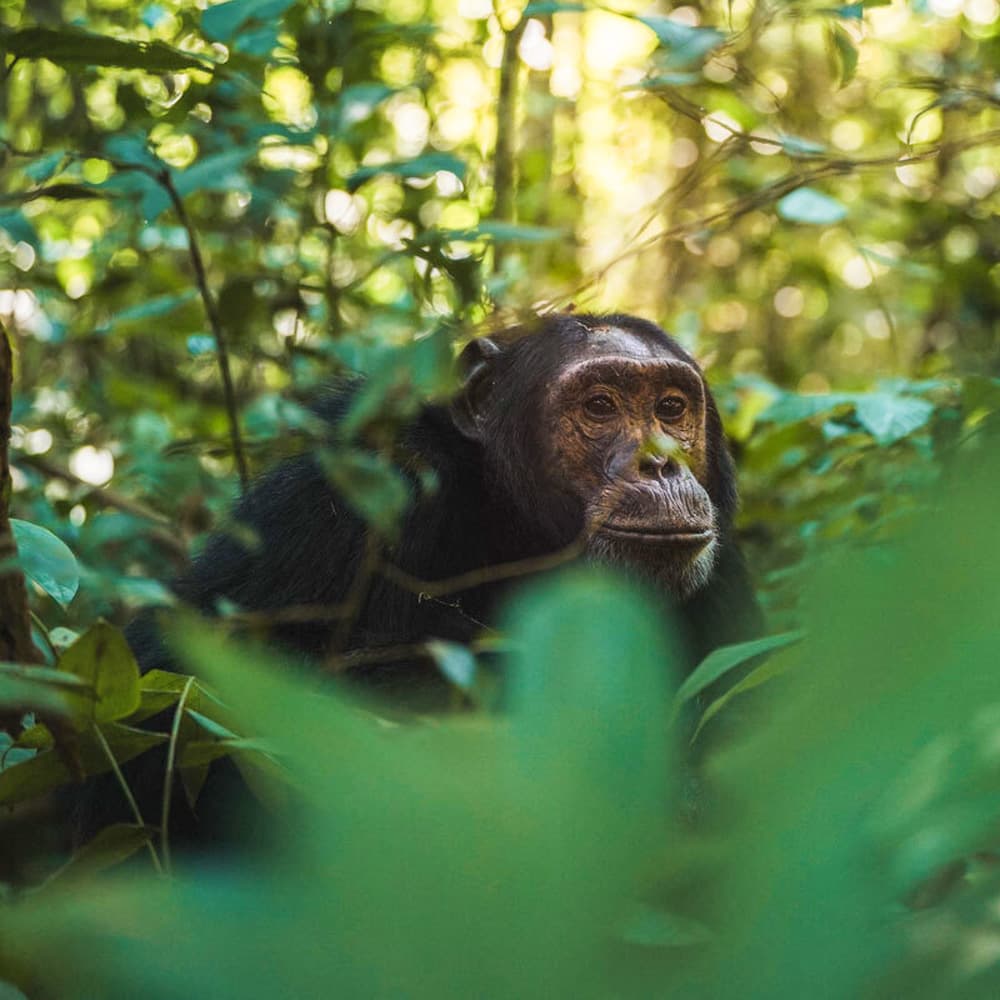 Kyambura Gorge Lodge — 