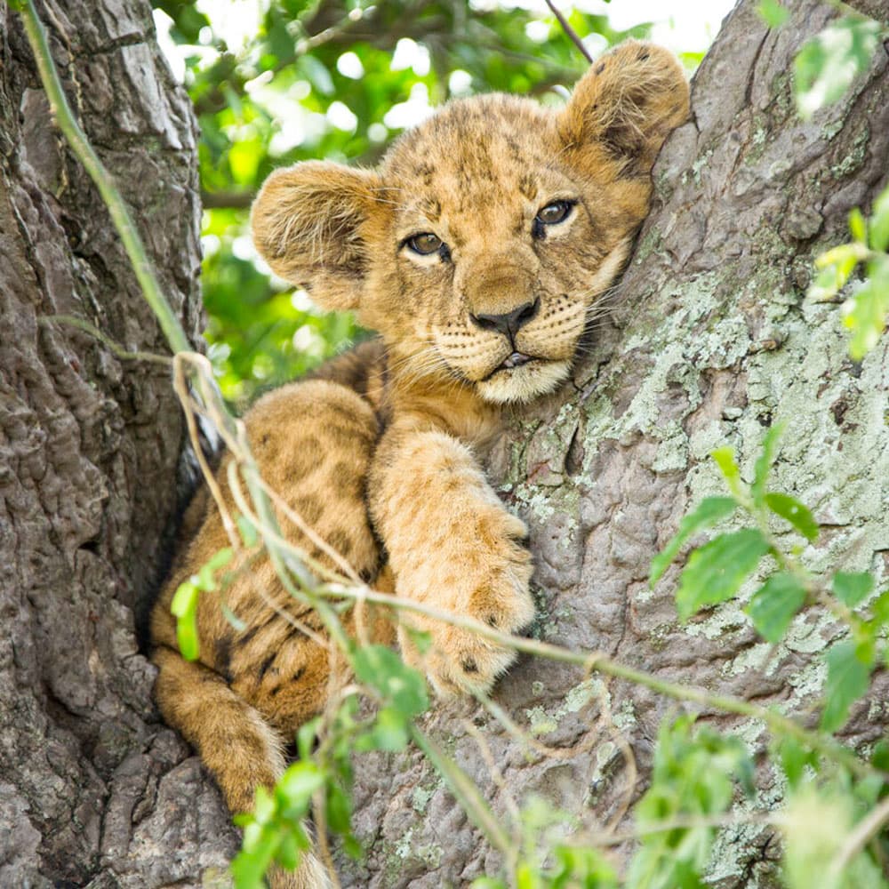 Kyambura Gorge Lodge — Uganda, Africa