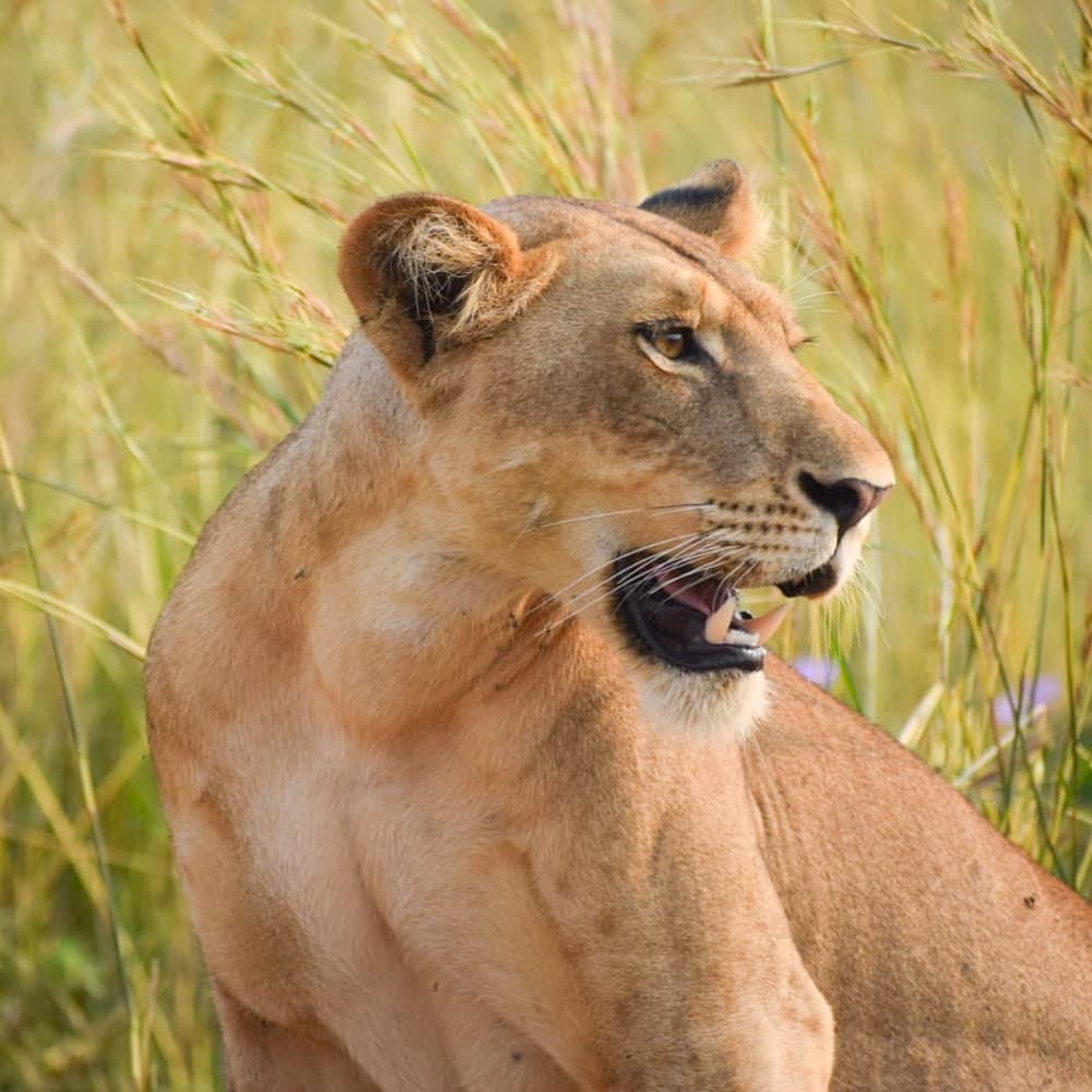 Nile Safari Lodge — 