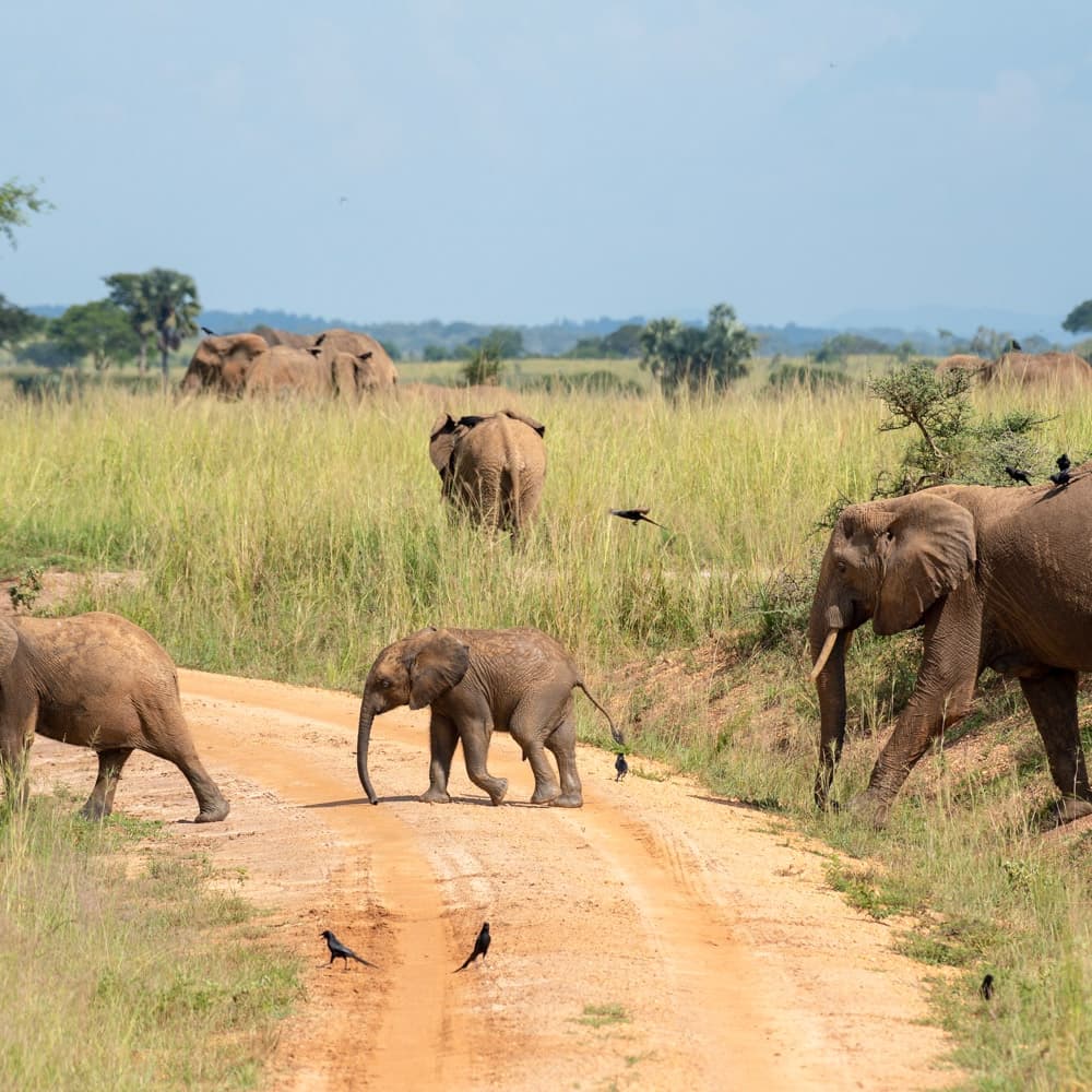 Nile Safari Lodge — 