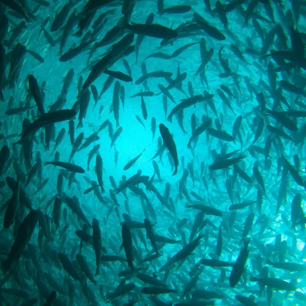 Lake Tanganyika — 