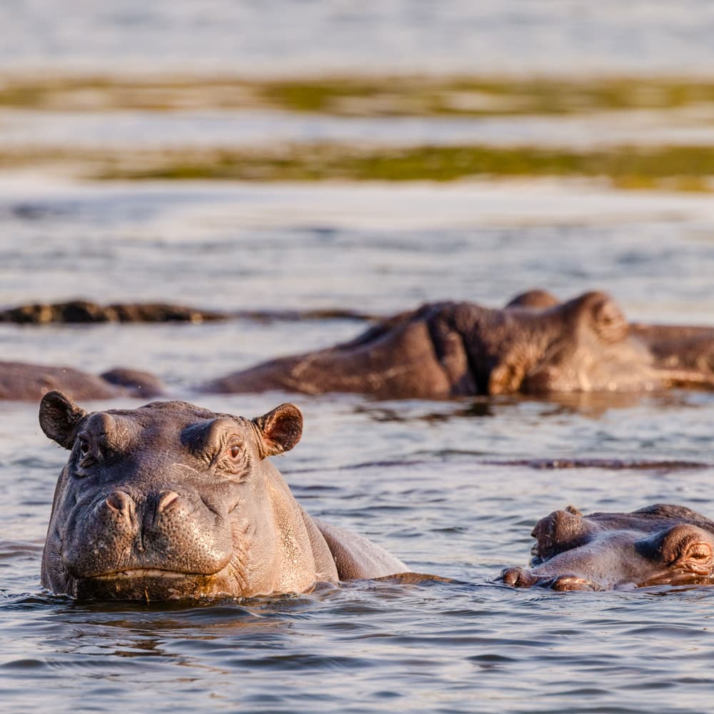 Zambezi River — Zambia, Africa