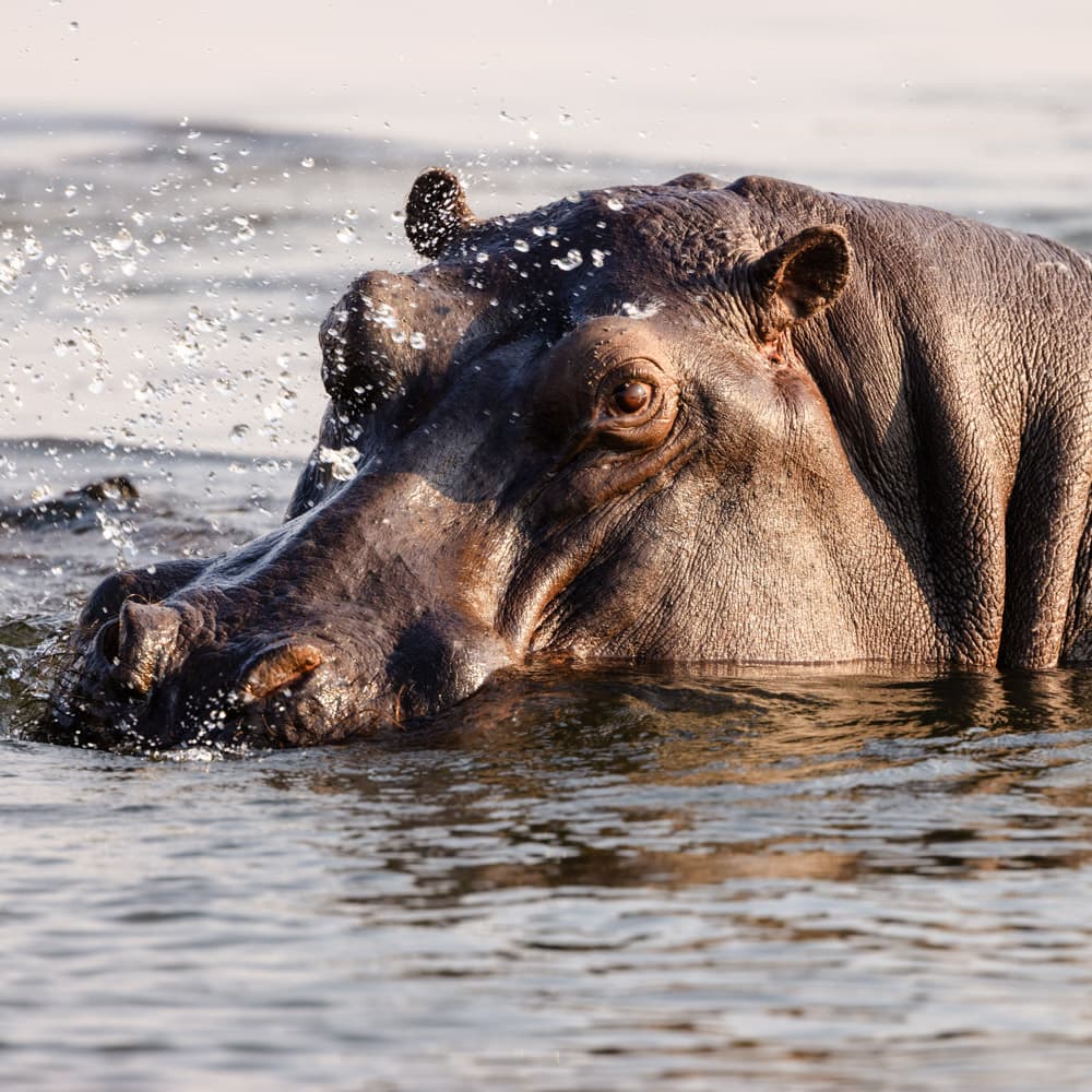 Zambezi River — 
