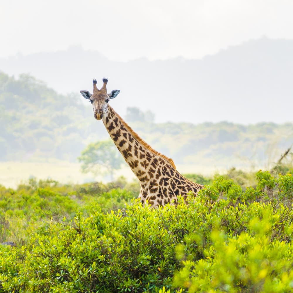 Arusha National Park — Tanzania, Africa