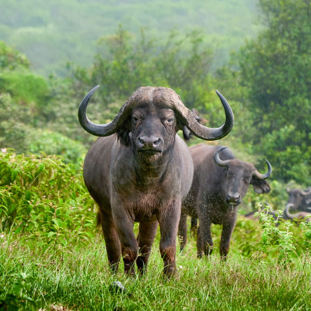 Arusha National Park — 
