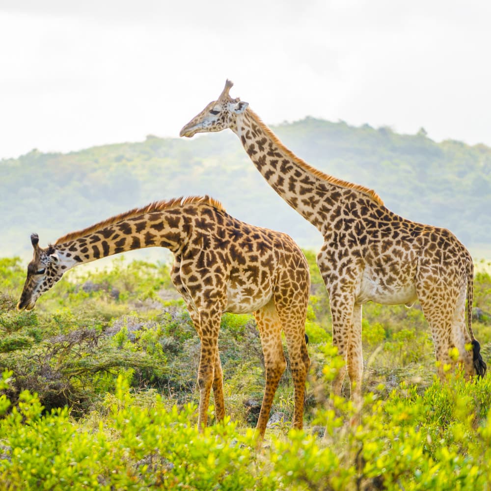 Arusha National Park — 