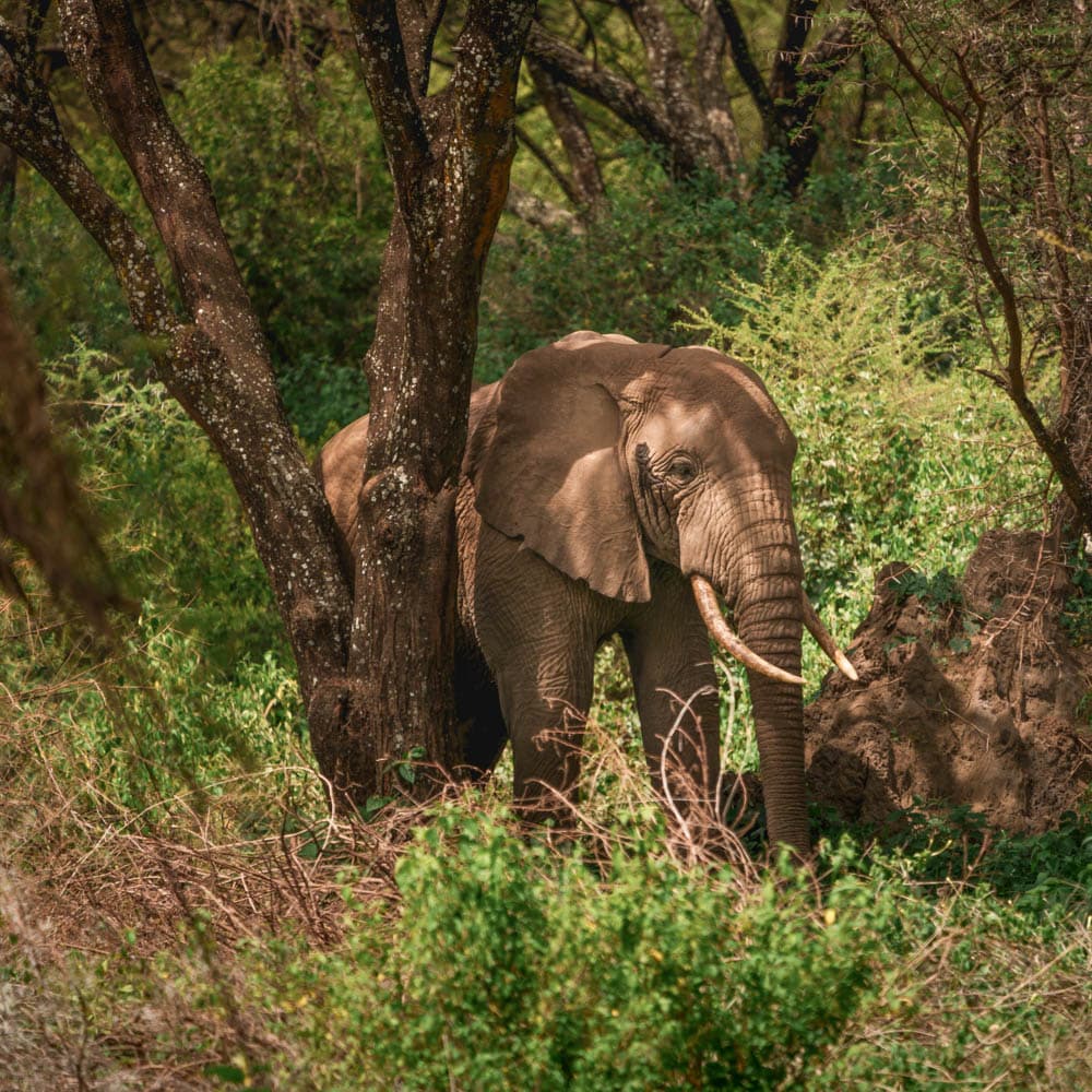 Lake Manyara National Park — 