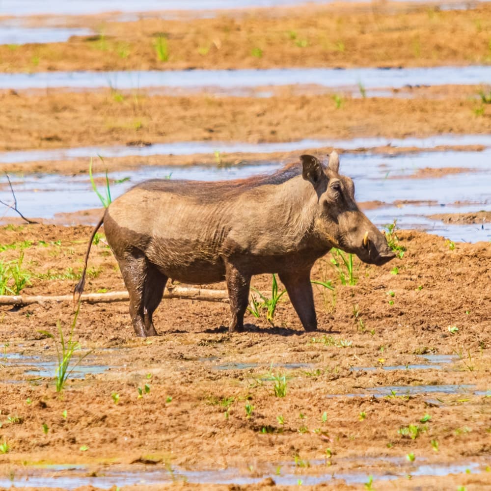 Lake Manyara National Park — 