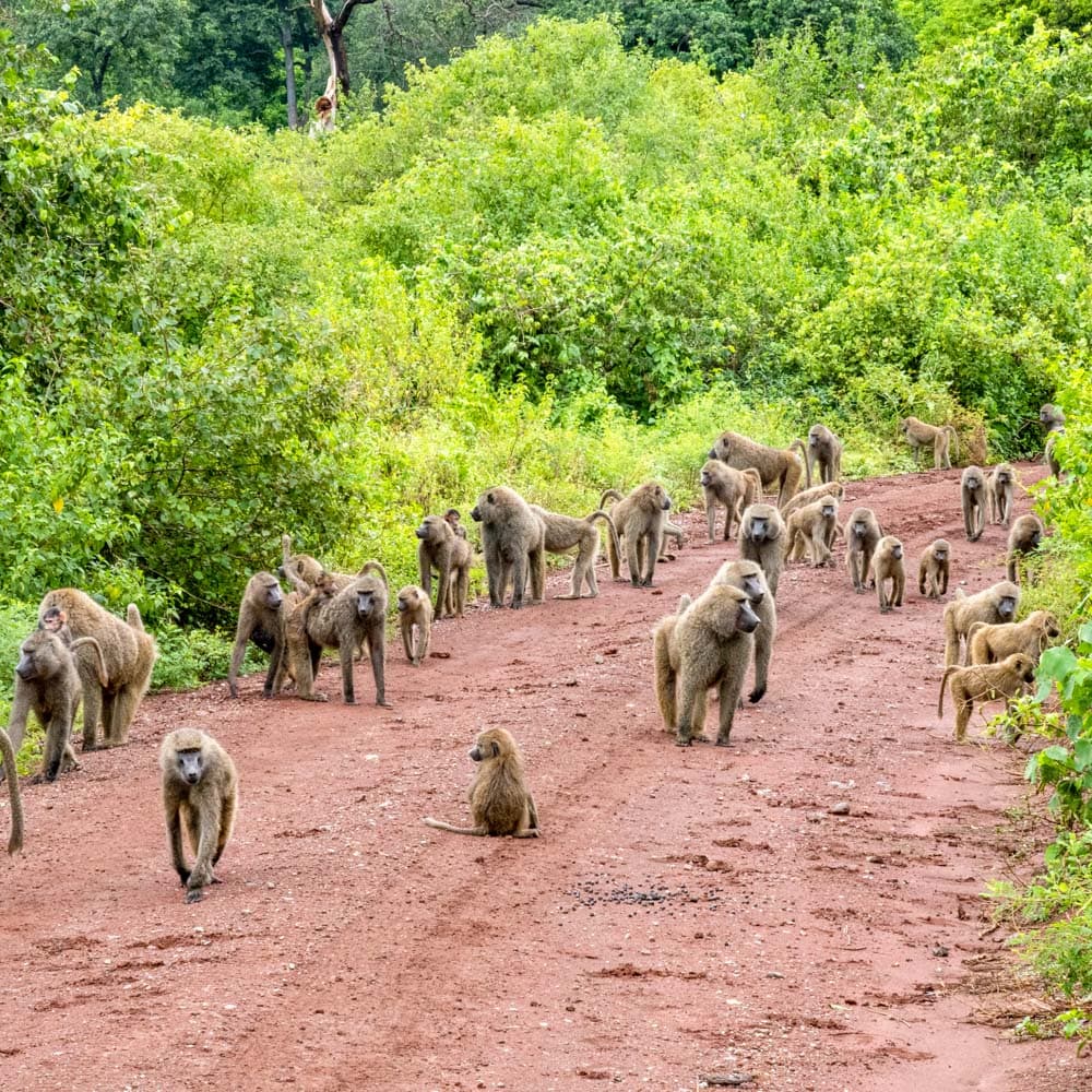 Lake Manyara National Park — 