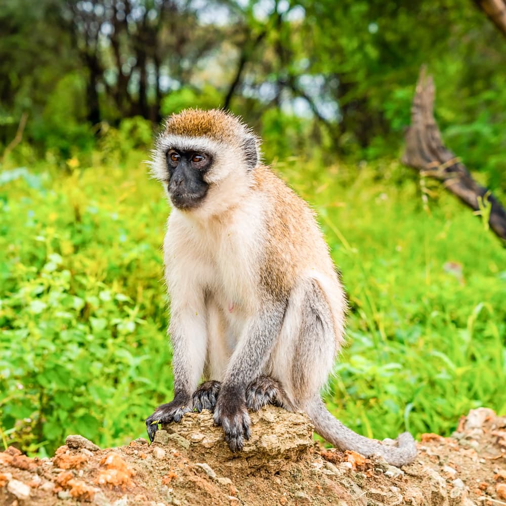 Lake Manyara National Park — 