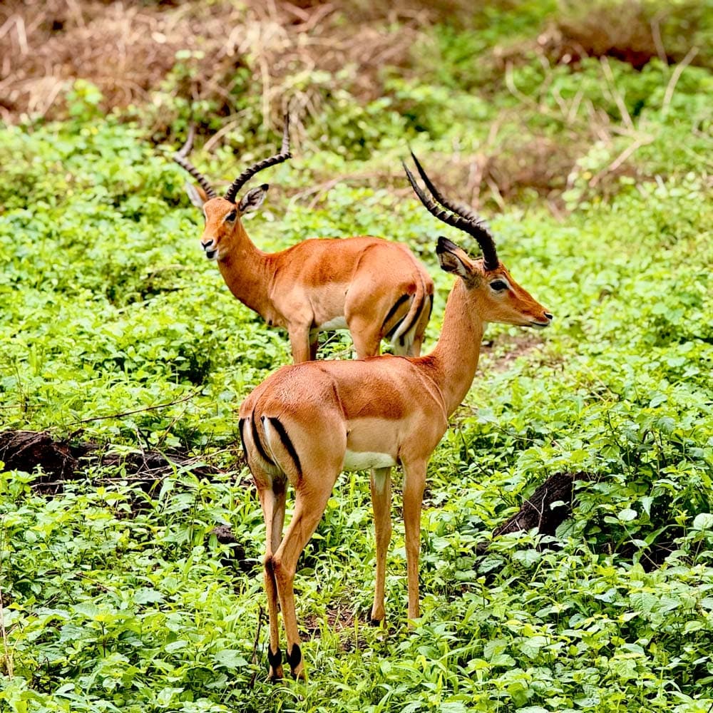 Lake Manyara National Park — 