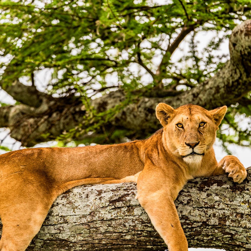 Lake Manyara National Park — Tanzania, Africa