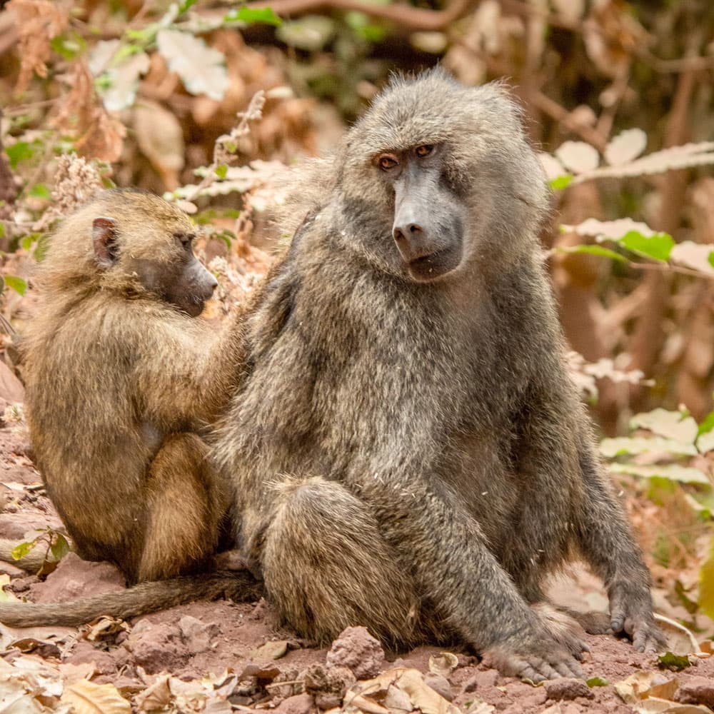 Lake Manyara National Park — 