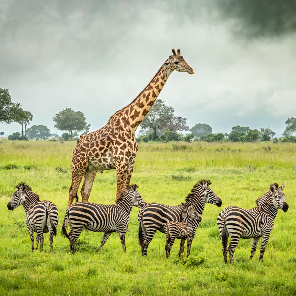 Mikumi National Park — Tanzania, Africa