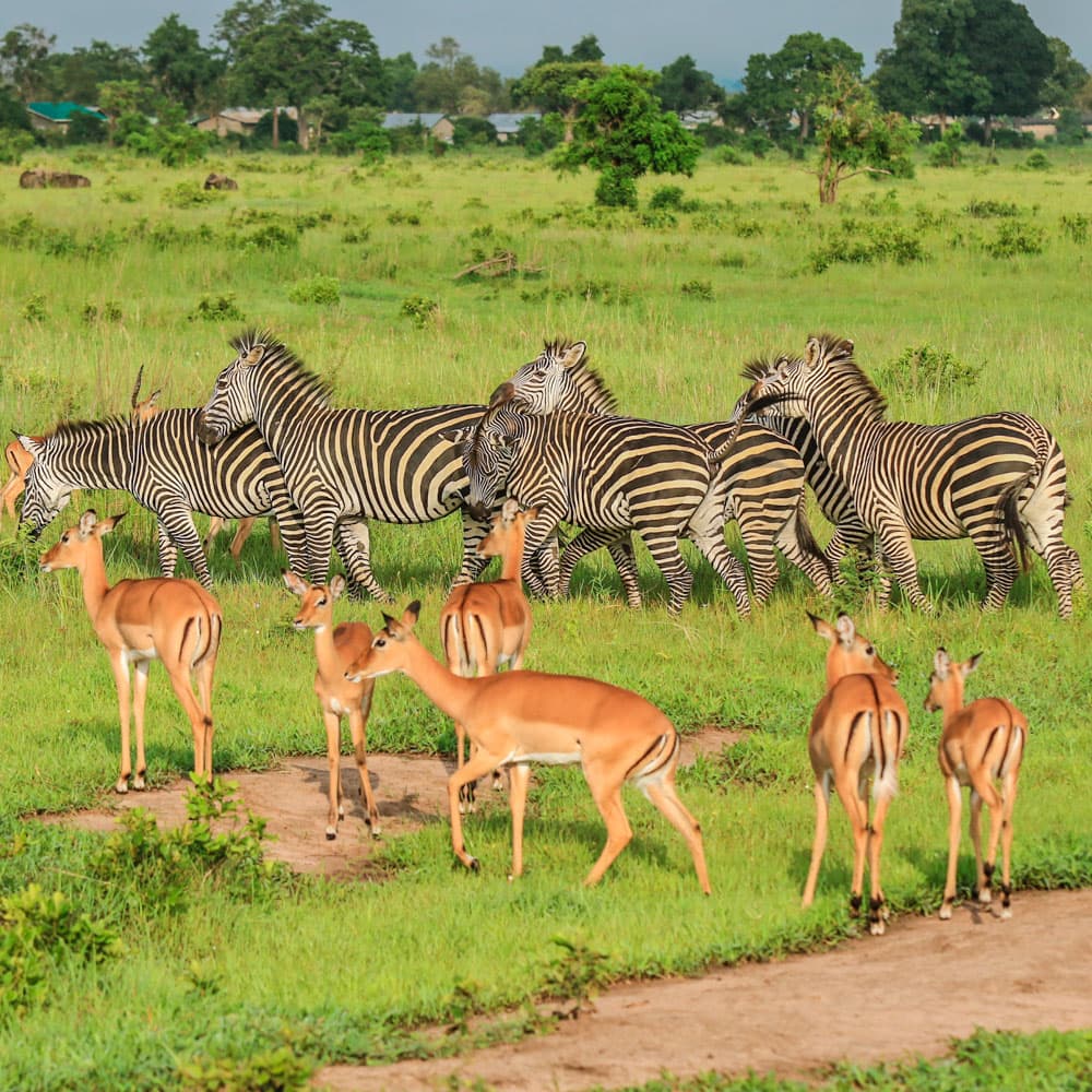 Mikumi National Park — 