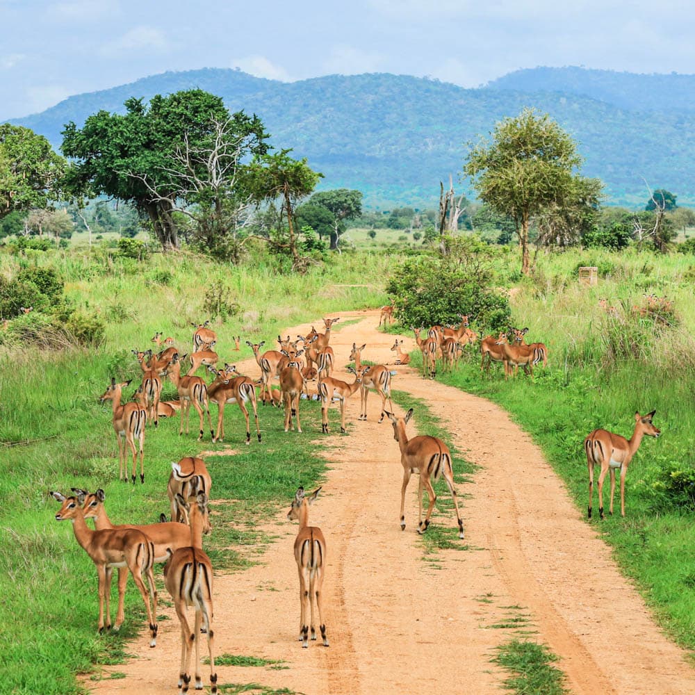 Mikumi National Park — 