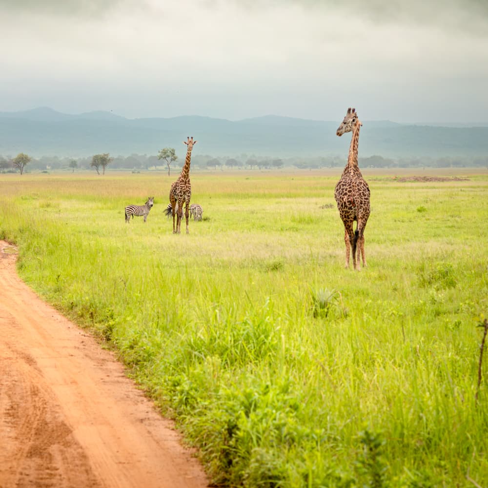 Mikumi National Park — 