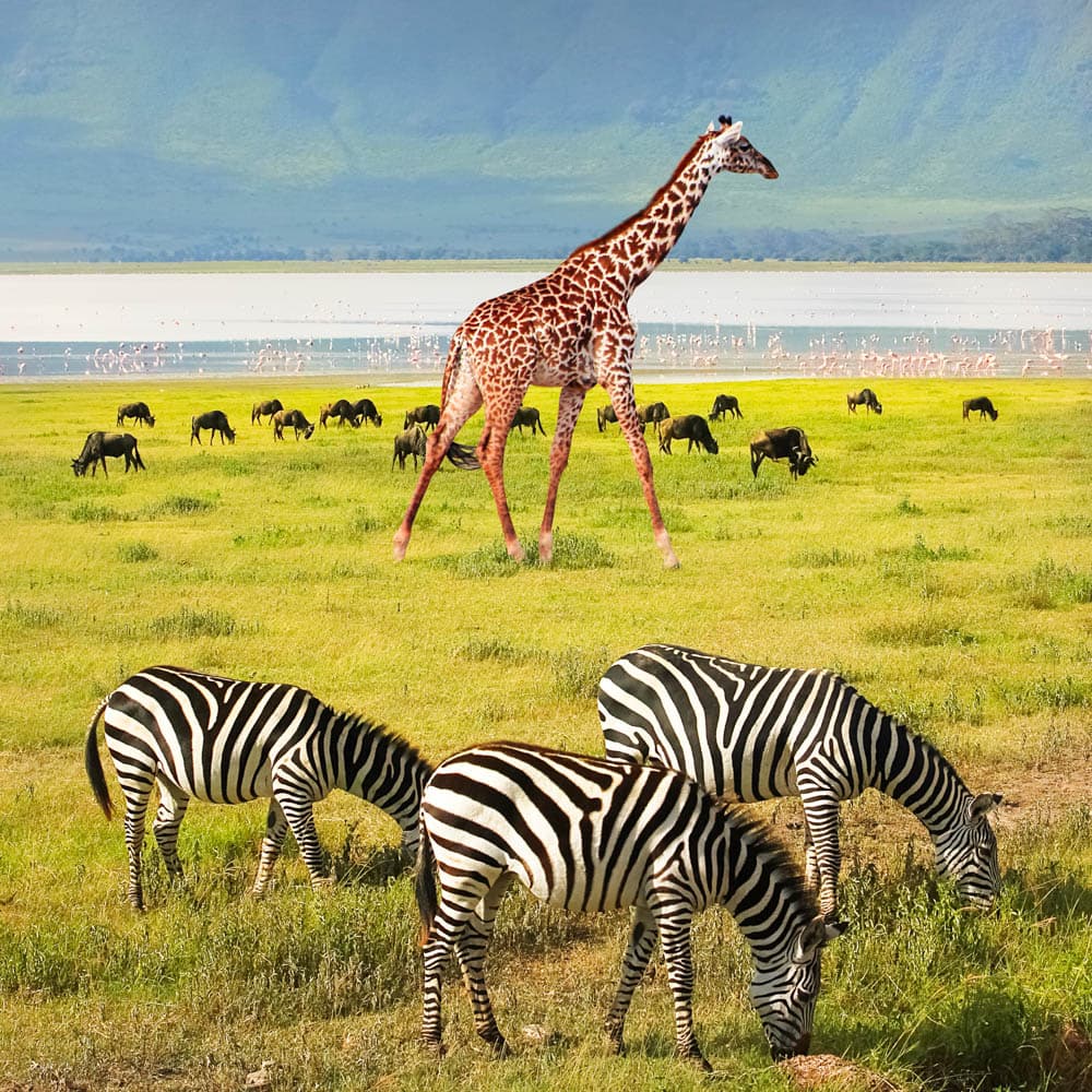 Ngorongoro Conservation Area — 