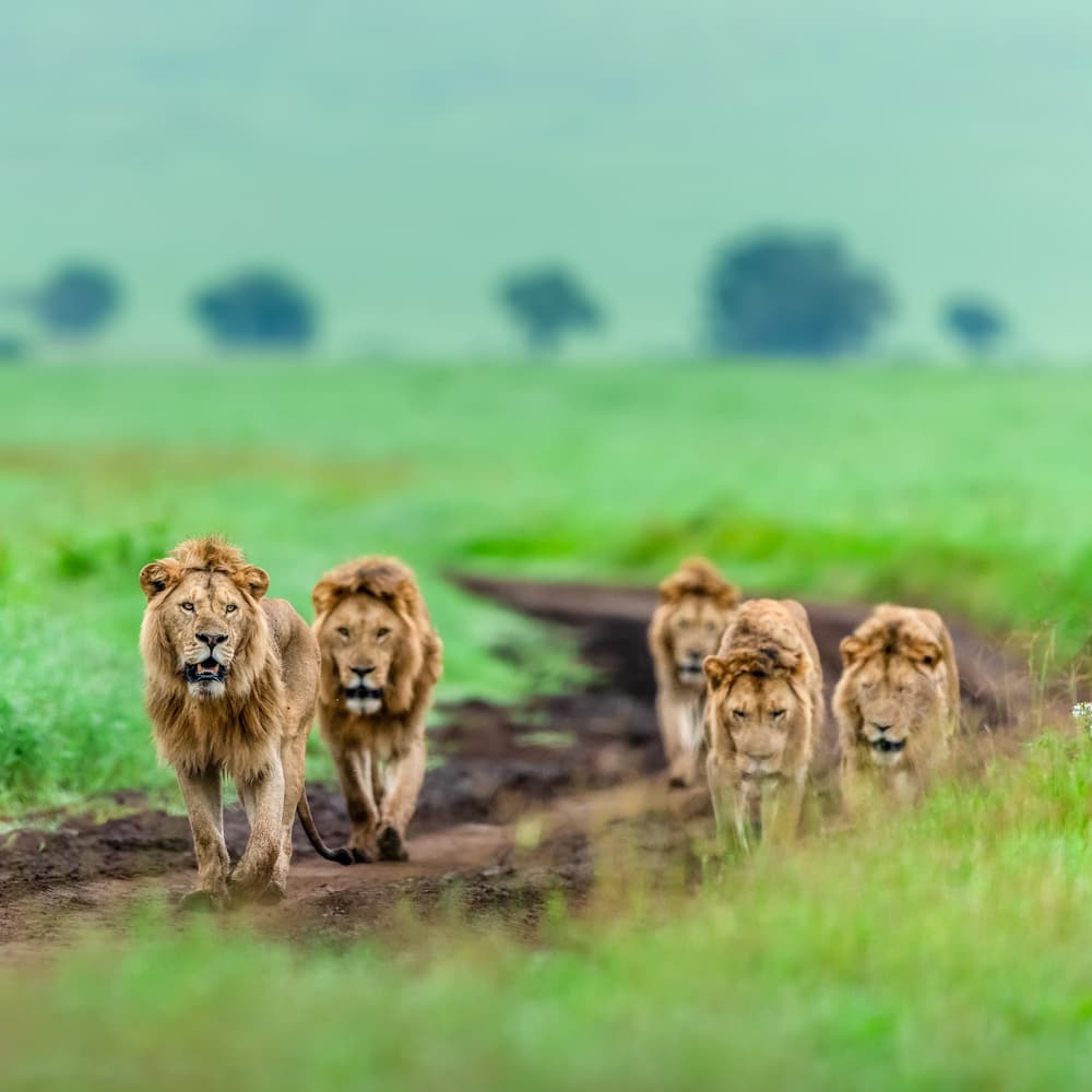 Ngorongoro Conservation Area — Tanzania, Africa