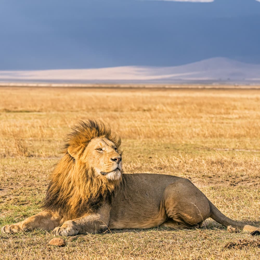 Ngorongoro Conservation Area — 