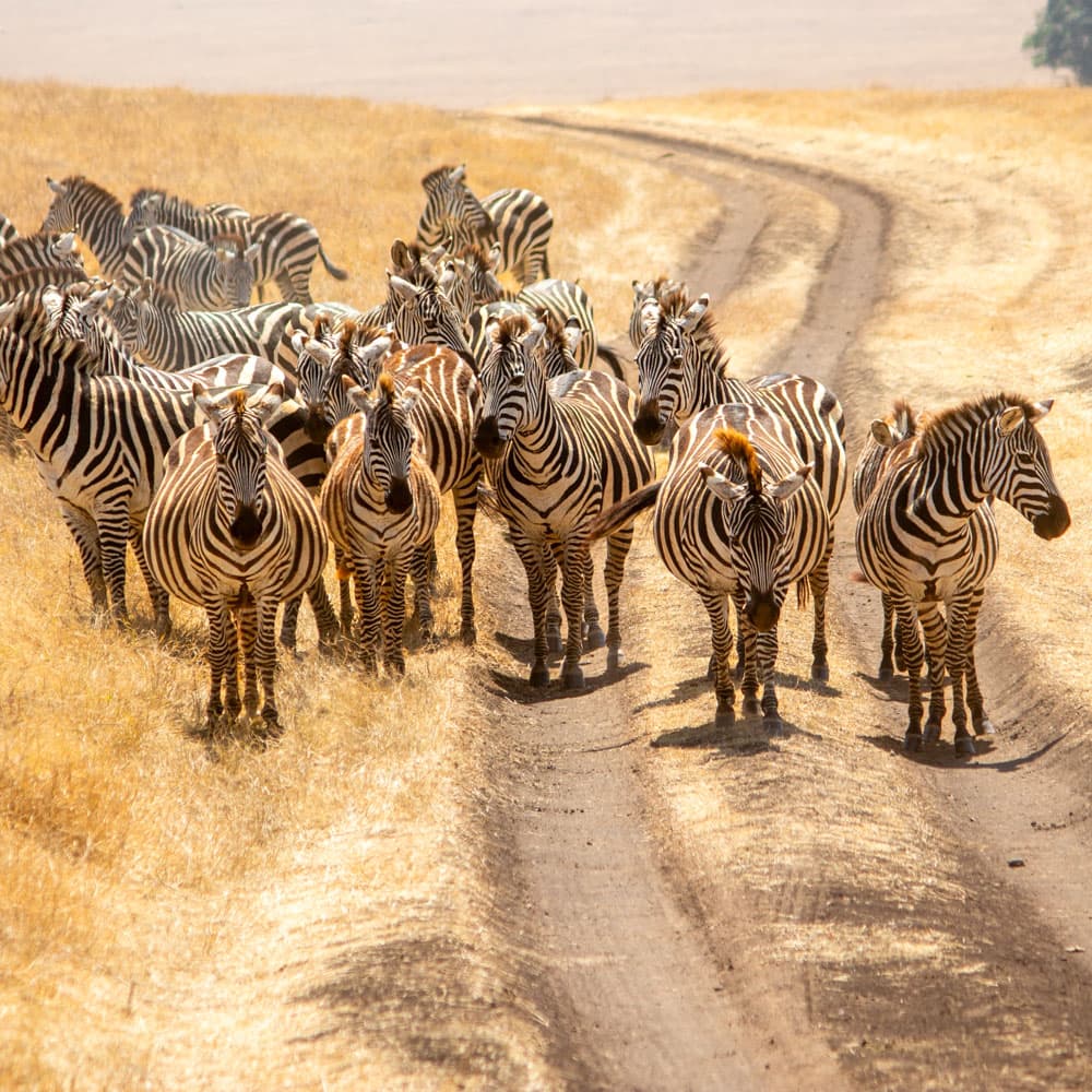 Ngorongoro Conservation Area — 