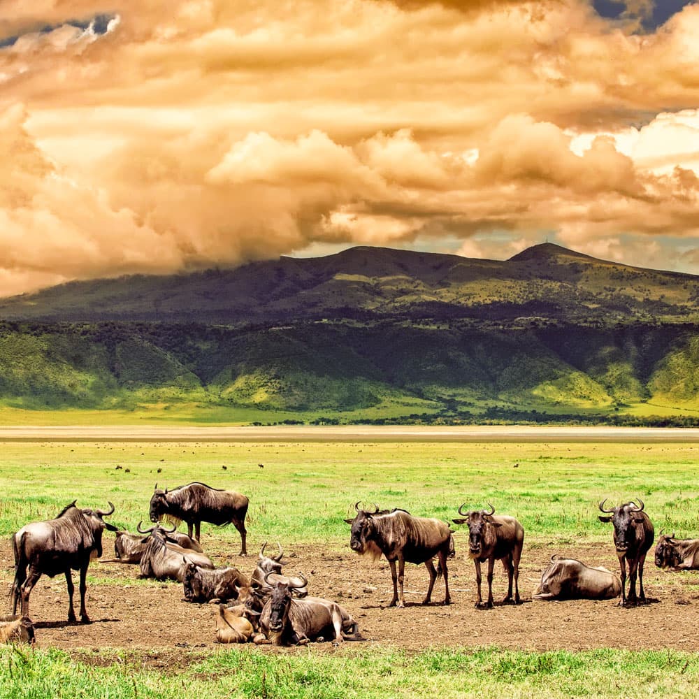 Ngorongoro Conservation Area — 
