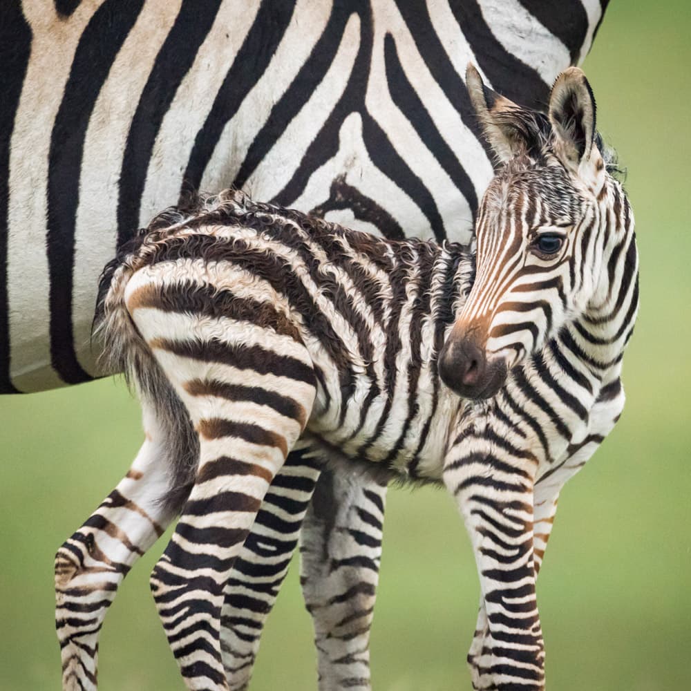 Ngorongoro Conservation Area — 