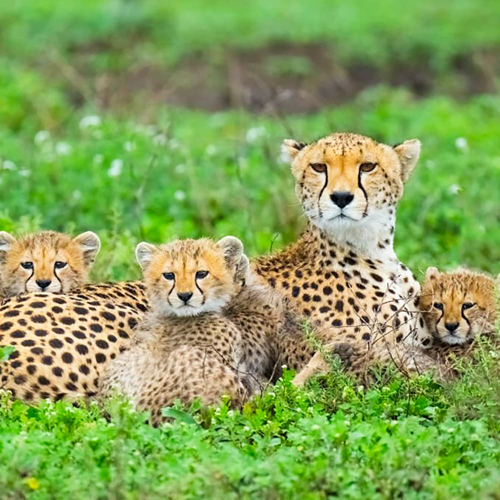 Ngorongoro Conservation Area — 
