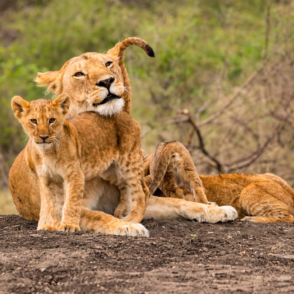 Four Seasons Safari Lodge Serengeti — 