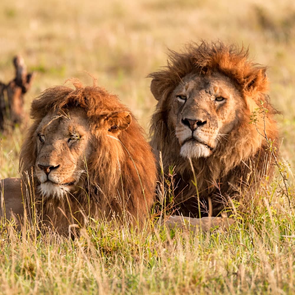 Four Seasons Safari Lodge Serengeti — 