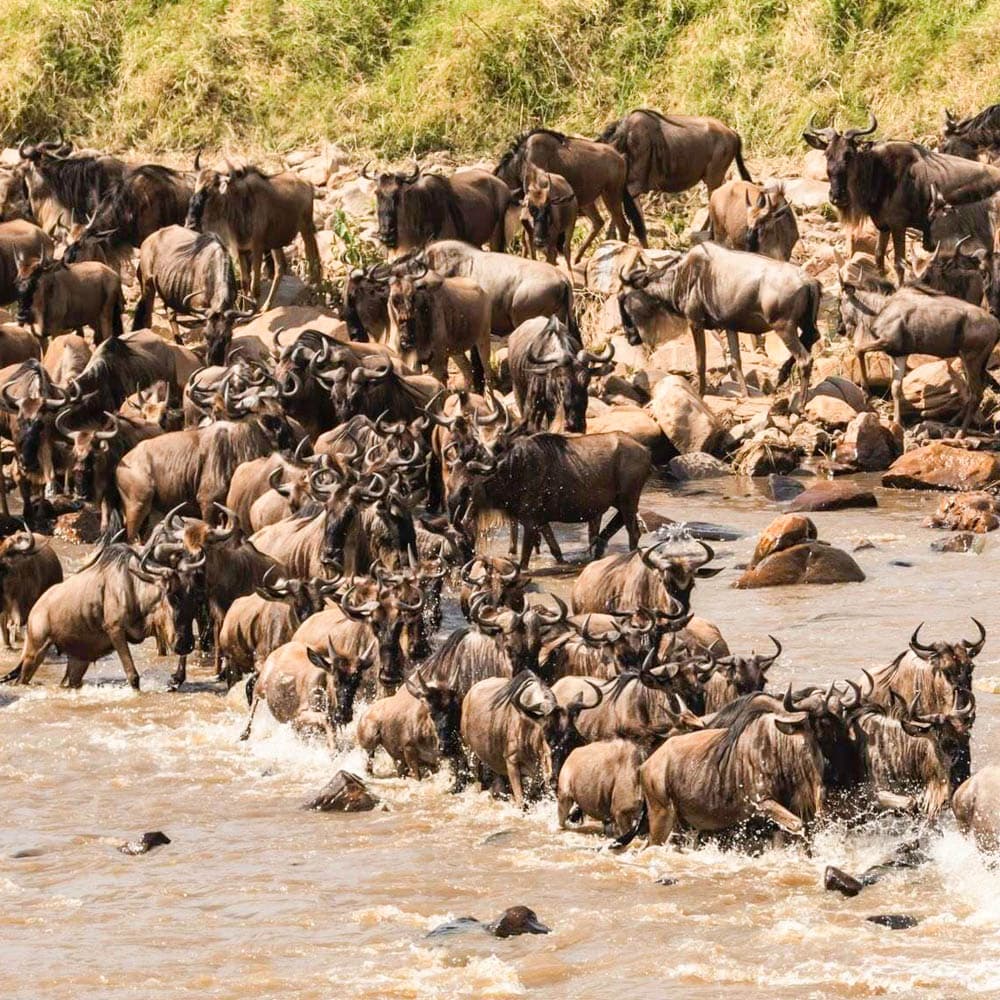 Four Seasons Safari Lodge Serengeti — 