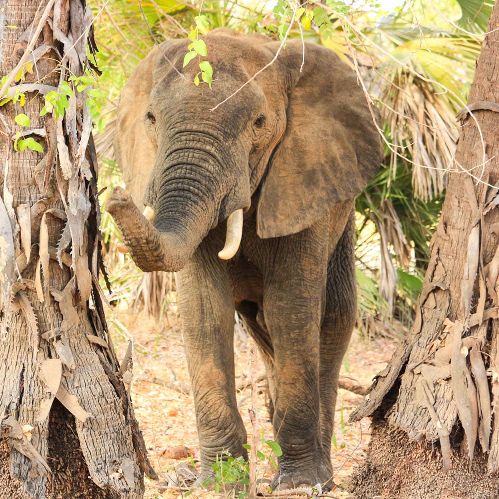 Selous Game Reserve — 