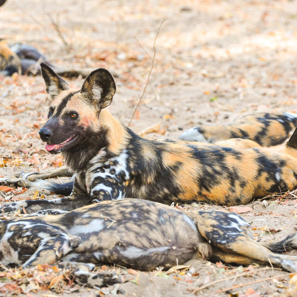 Selous Game Reserve — 