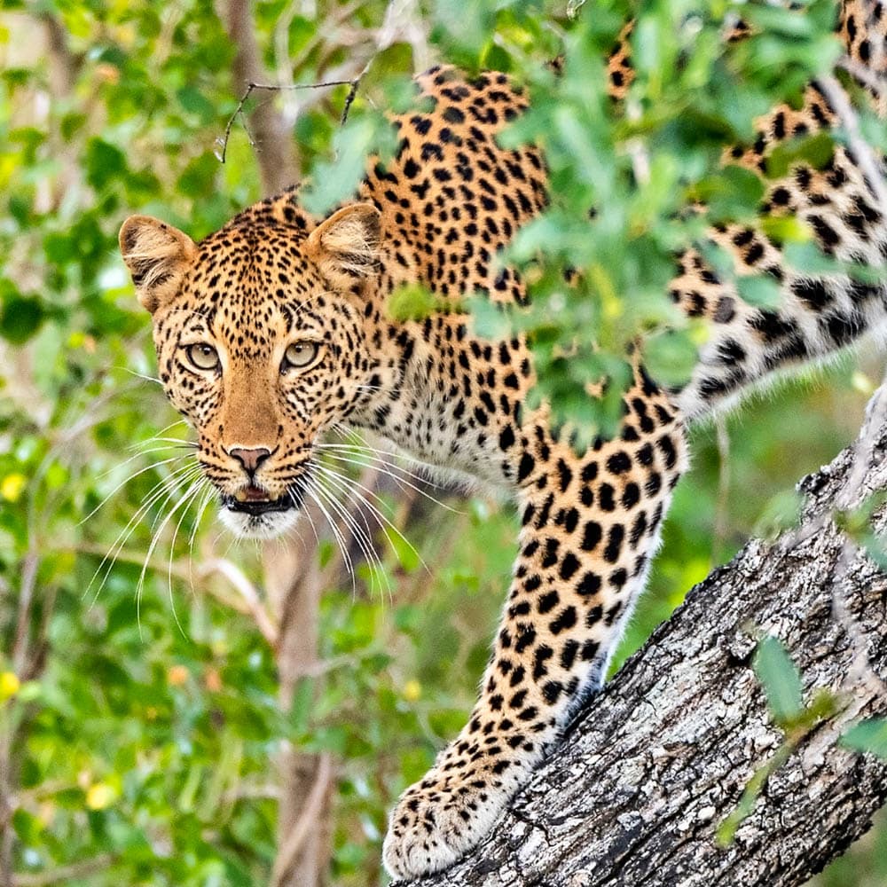 Selous Game Reserve — Tanzania, Africa