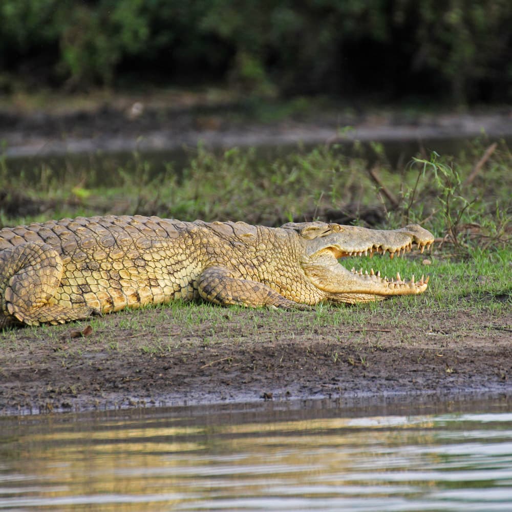 Selous Game Reserve — 