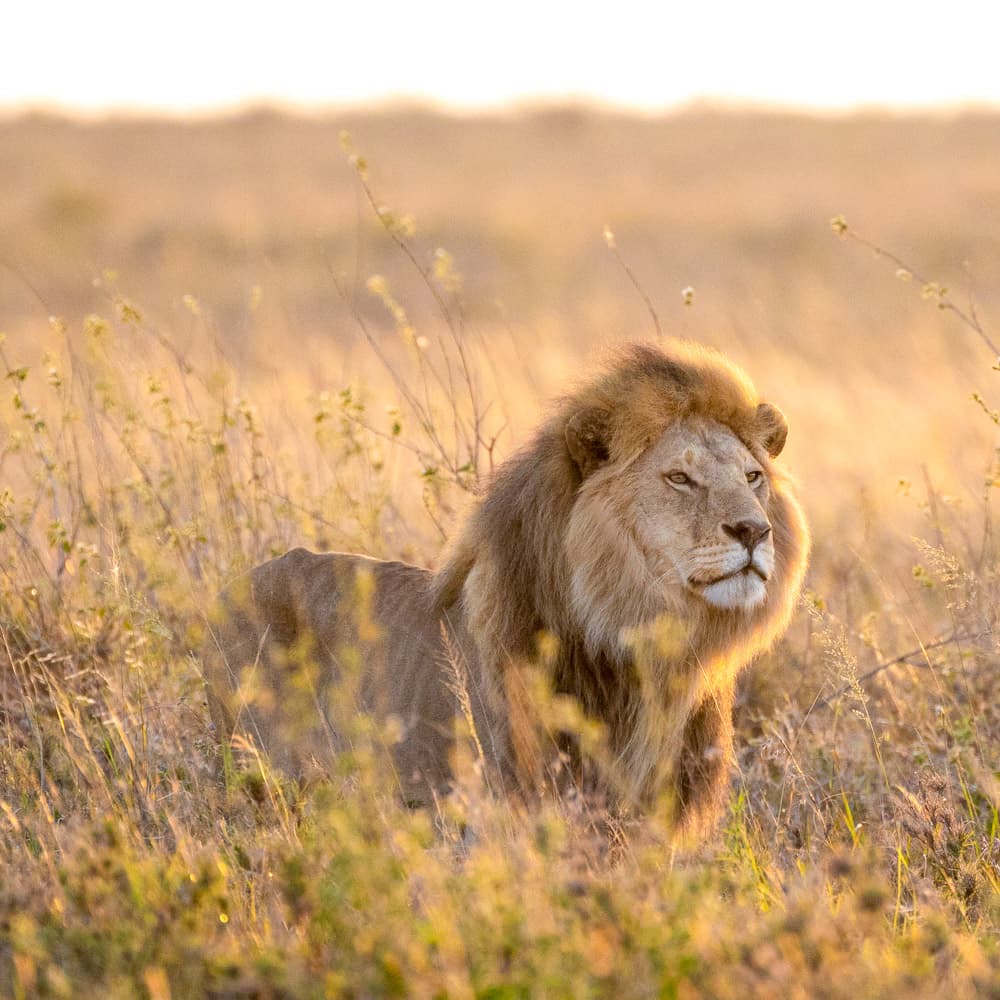 Serengeti National Park — Tanzania, Africa