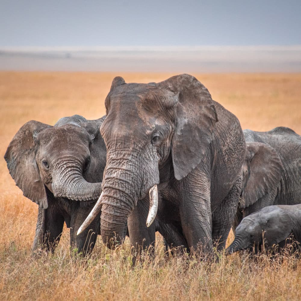 Serengeti National Park — 