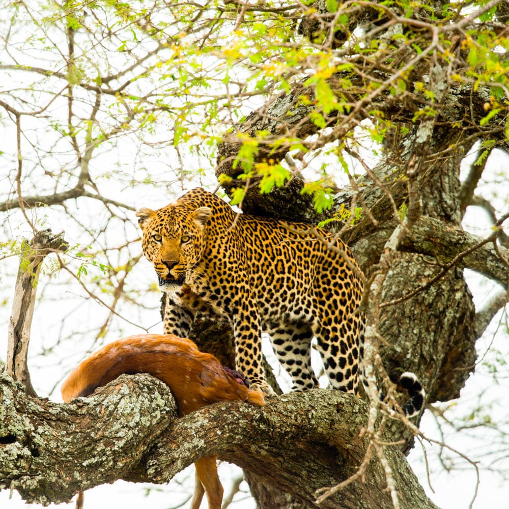 Serengeti National Park — 