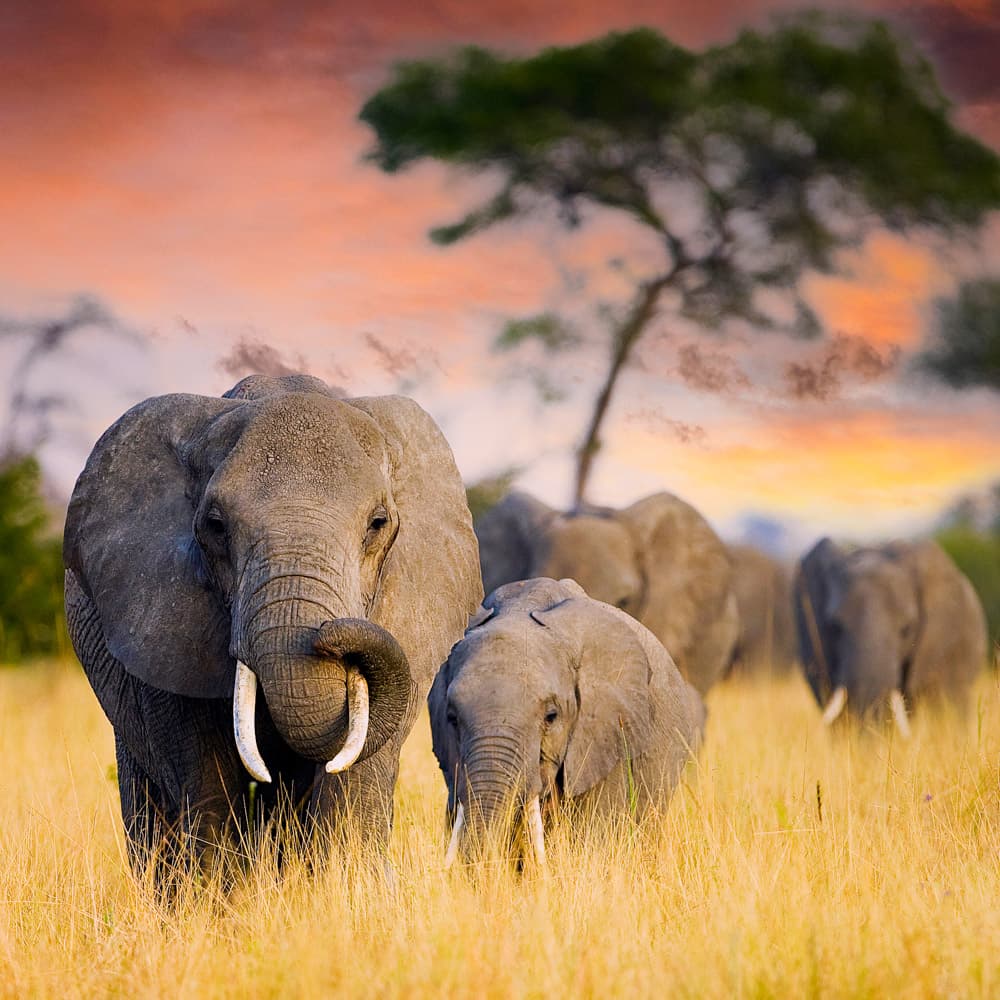 Tarangire National Park — 