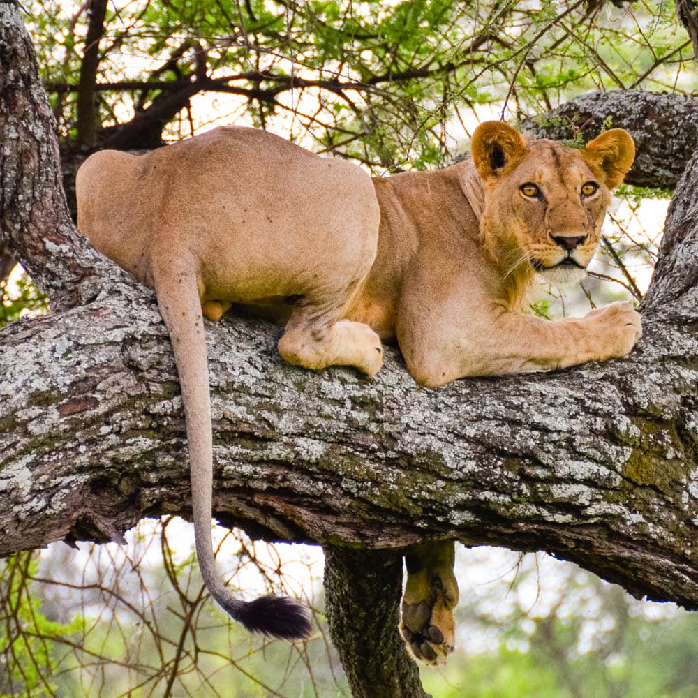 Tarangire National Park — 