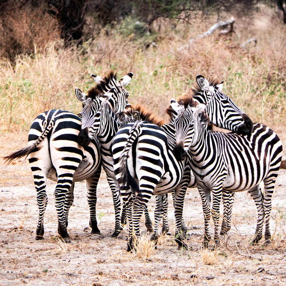Tarangire National Park — 