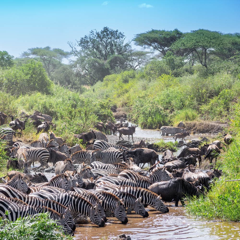 The Great Migration — Tanzania, Africa