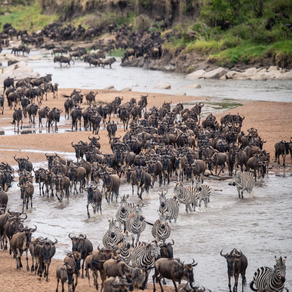 The Great Migration — 