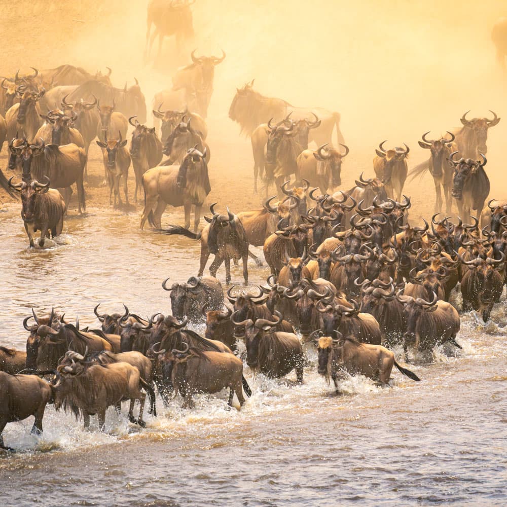 The Great Migration — 